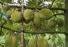 Cây sầu riêng: cách trồng, chọn giống, chăm sóc và những điều chưa biết
