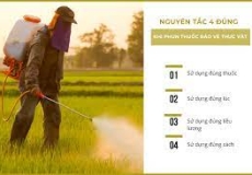 Nguyên tắc 4 đúng trong việc phun thuốc BVTV