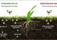 GIAI ĐOẠN NÀO QUAN TRỌNG VỚI CÂY TRỒNG?
