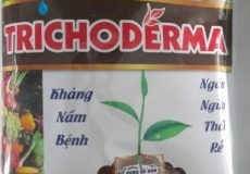 Dùng trichoderma ủ phân chuồng
