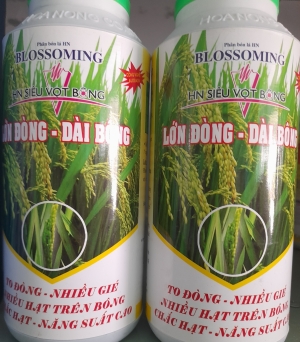 Lớn đồng dài bông