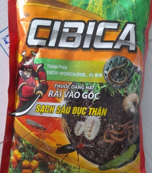 Cibica