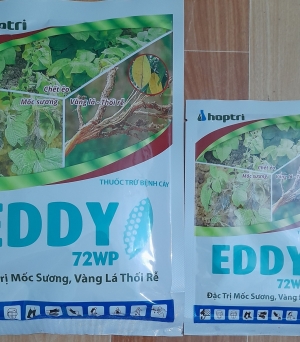Eddy