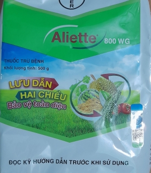 Aliette