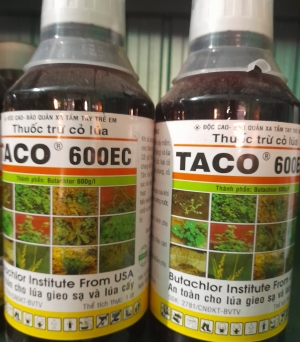 Taco