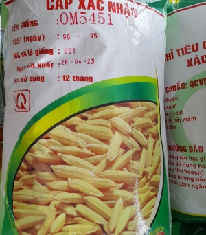 Lúa OM 5451