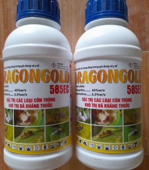Dragon gold