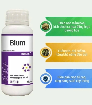 Blum