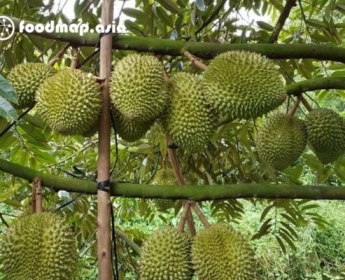Cây sầu riêng: cách trồng, chọn giống, chăm sóc và những điều chưa biết