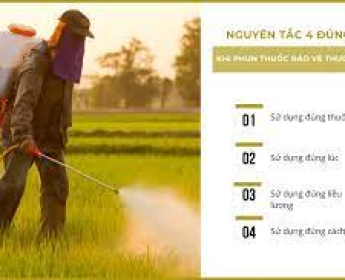 Nguyên tắc 4 đúng trong việc phun thuốc BVTV