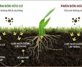 GIAI ĐOẠN NÀO QUAN TRỌNG VỚI CÂY TRỒNG?